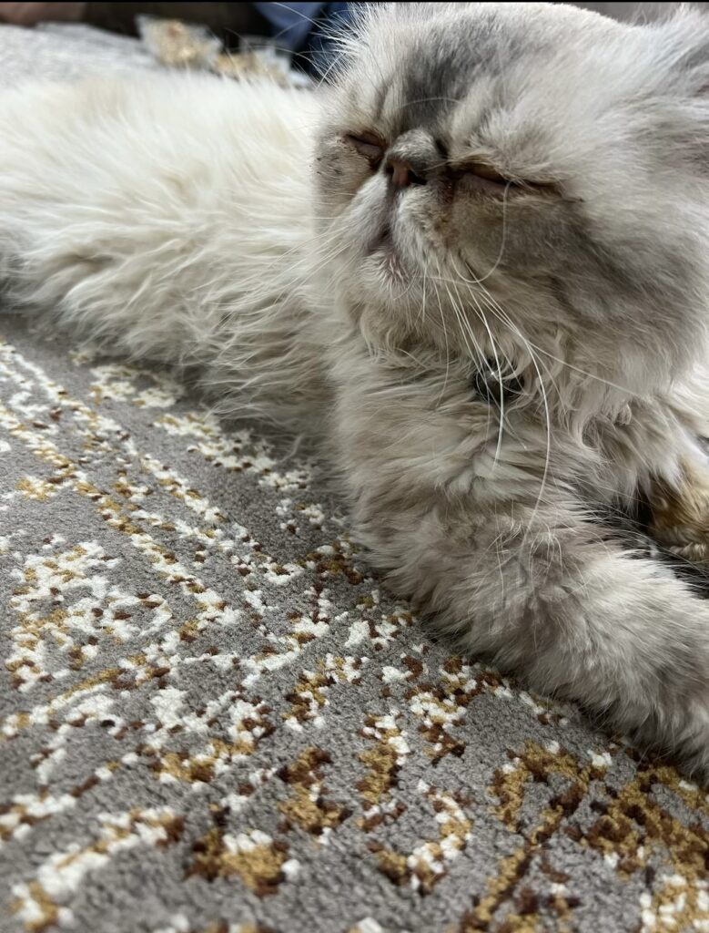 گربه گمشده