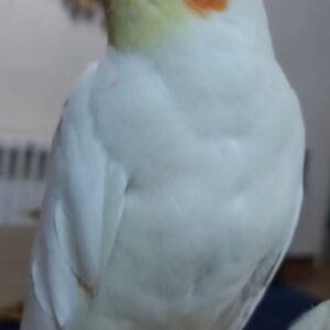 عروس هلندی گمشده