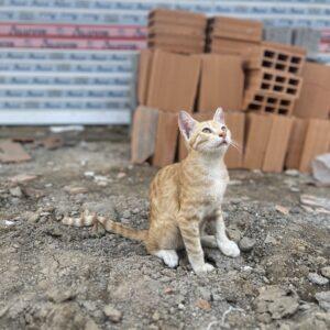 واگذاری بچه گربه نارنجی خیابونی ۴ ماهه