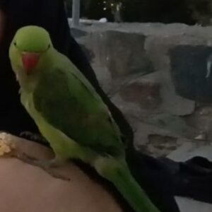 طوطی ملنگو گمشده
