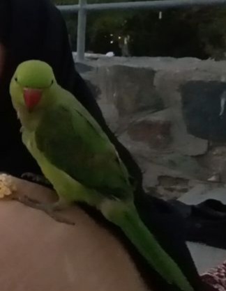 طوطی ملنگو گمشده