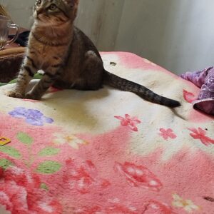 گربه 2ماه بی‌کس ک کسی دوسش نداره