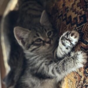 گربه ی ۲ ماه و نیم dsh