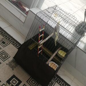 عروس هلندی گم شده