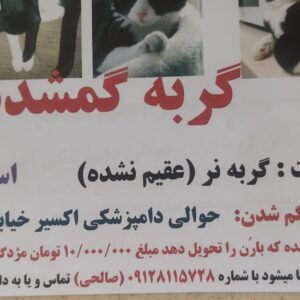 گربه گمشده