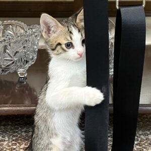 این کوچولو اسمش رزاس  منتظر یه خانواده خوبه