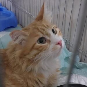 واگذاری گربه DLH(موبلند)زیبا