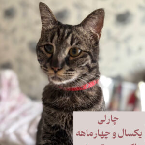 واگذاری گربه dhl