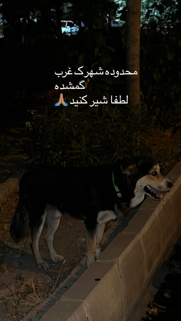 حوالی شهرک غرب پیدا شده به دنبال صاحبش هستم