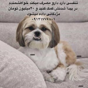 سگ گمشده