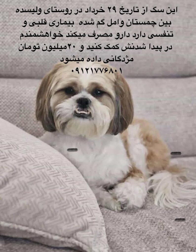 سگ گمشده