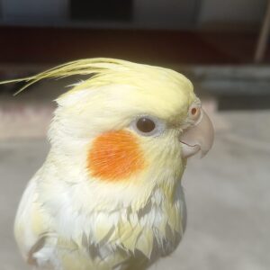 عروس هلندی گمشده در قائم شهر