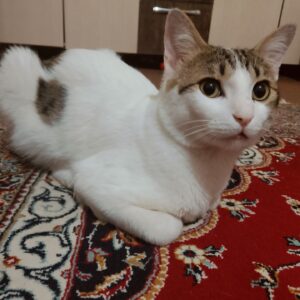 گربه DSH