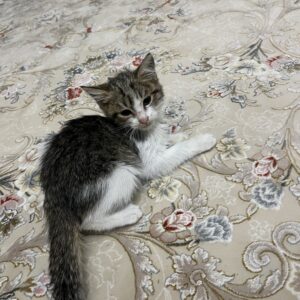 بچه گربه شیطون
