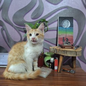 گربه با نژاد dsh