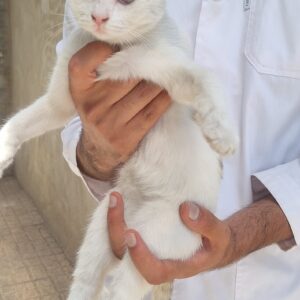 واگذاری گربه (ممول🐱)