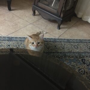 واگذاري گربه