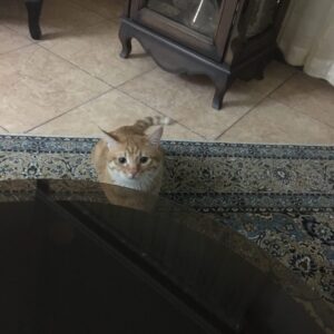 واگذاري گربه