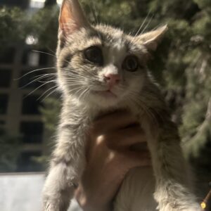 بچه گربه