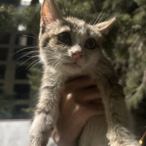 بچه گربه