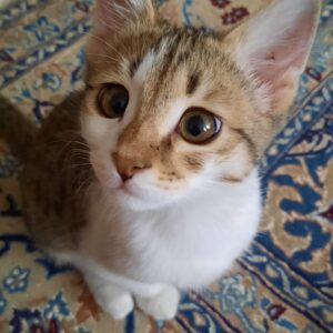 بچه گربه ۳ ماهه نر