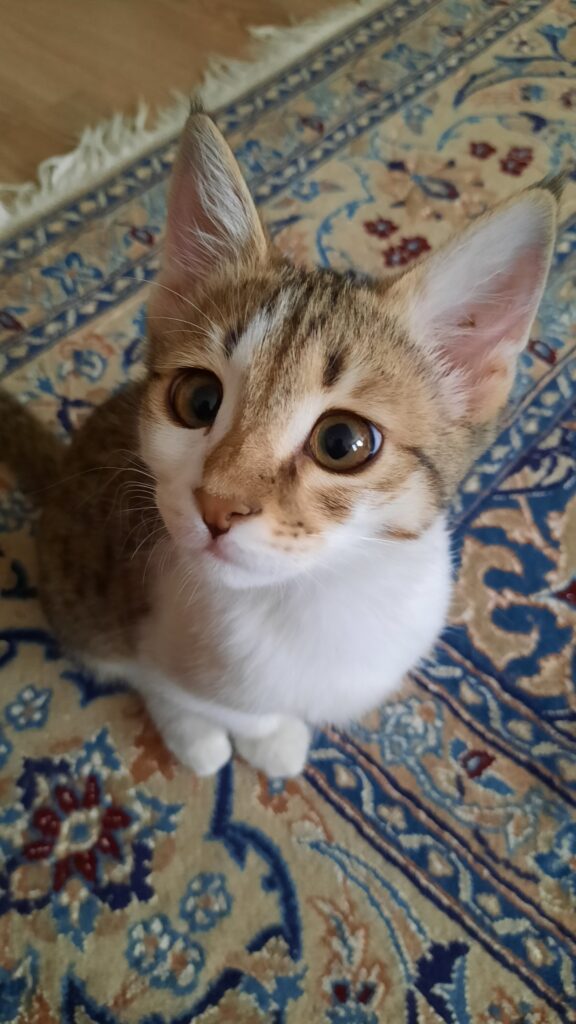 بچه گربه ۳ ماهه نر