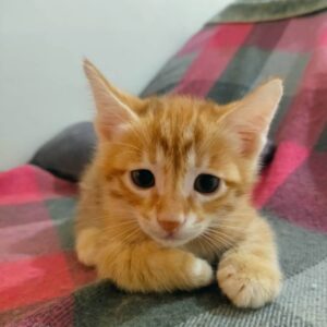 واگذاری بچه گربه دو ماهه
