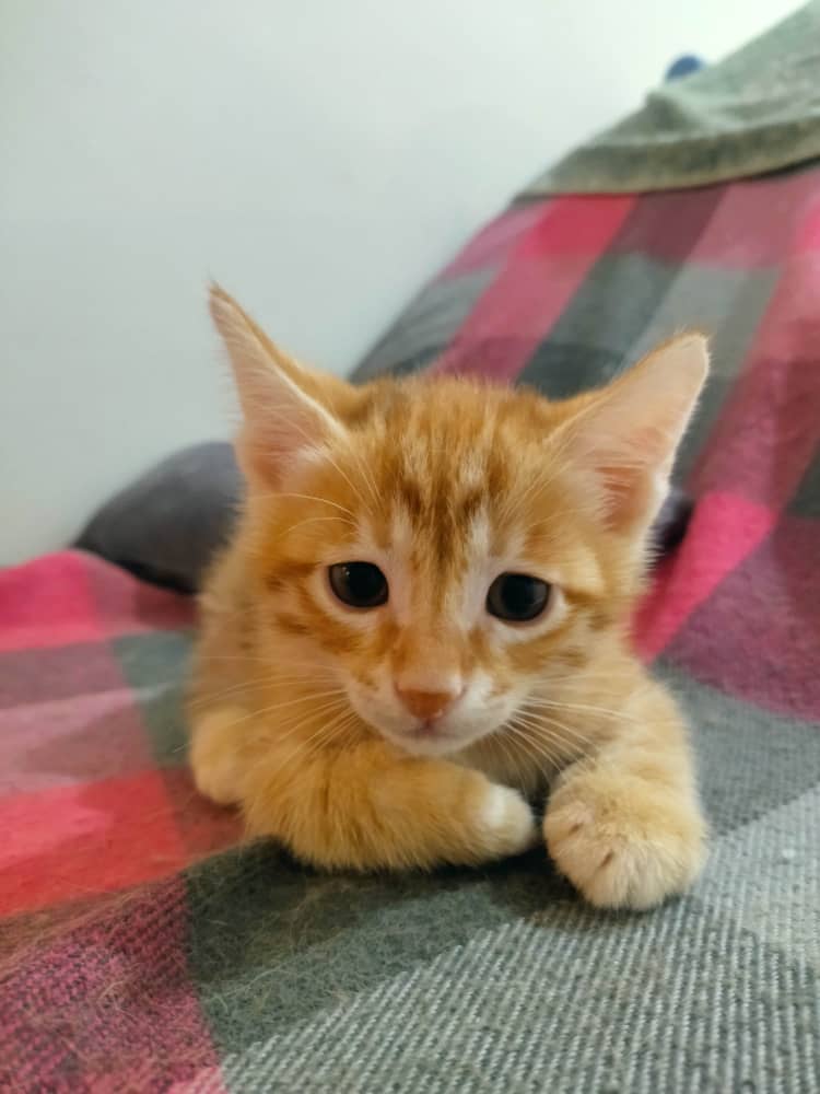 واگذاری بچه گربه دو ماهه