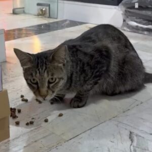 واگذاری کوچولوی رها شده در ج*نگ