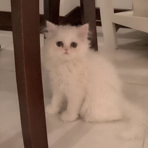 گربه پرشین سه ماهه