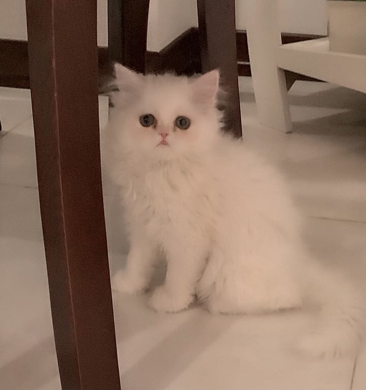 گربه پرشین سه ماهه