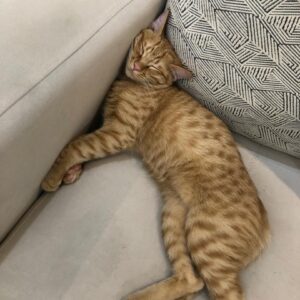 گربه ناز و شیطون نارنجی