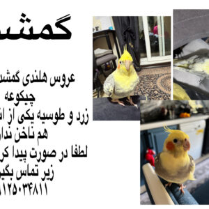 عروس هلندی ۳ ساله زرد و طوسی گمشده