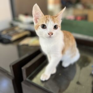 بچه گربه نر ۴ ماهه نارنجی