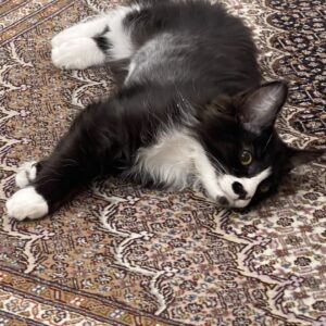 واگذاری گربه ۳ ماهه