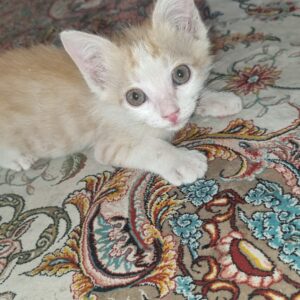 واگذاری بچه گربه نارنجی و سفید