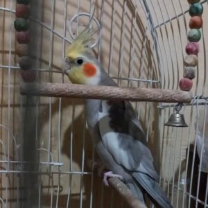 عروس هلندی گمشده در محدوده میدان هاشمیه
