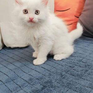 بچه گربه پرشین کلاسیک تمام سفید
