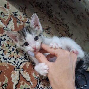 واگذاری بچه گربه دی اس اچ نر