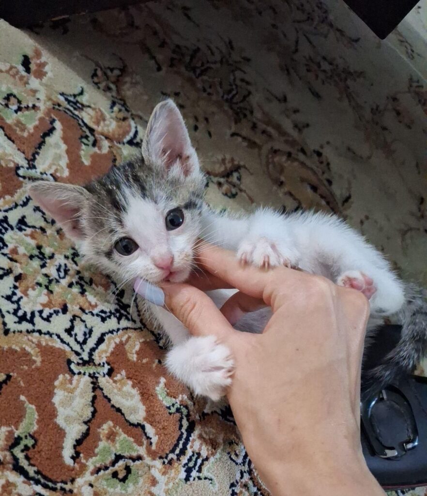 واگذاری بچه گربه دی اس اچ نر