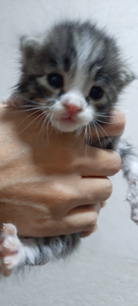 واگذاری بچه گربه ۲۰ روزه