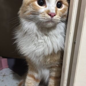 واگذاری گربه نارنجی دو ساله