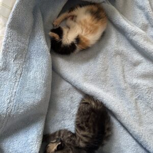واگذاري ٣ تا بچه گربه نوزاد