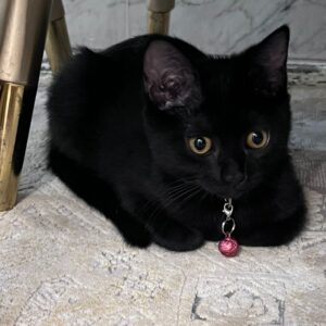 لوسی گربه 5 ماهه واکسن زده