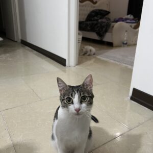 گربه ماده دی اس اچ ملوس