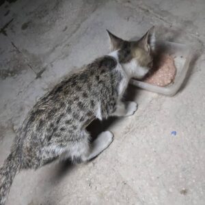 واگذاری گربه نژاد DSH 45 روزه ماده