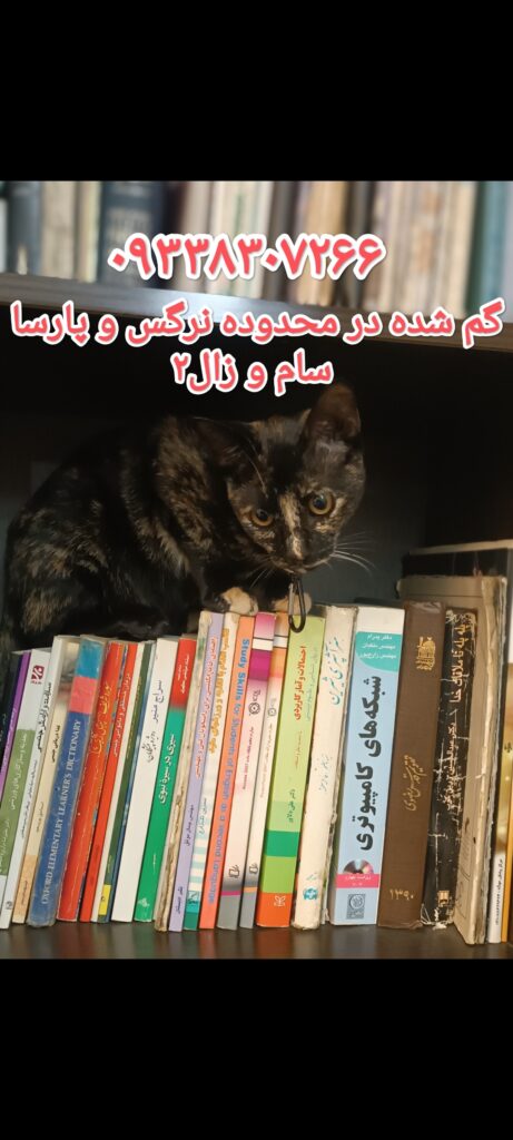 گربه دی اس اچ گمشده