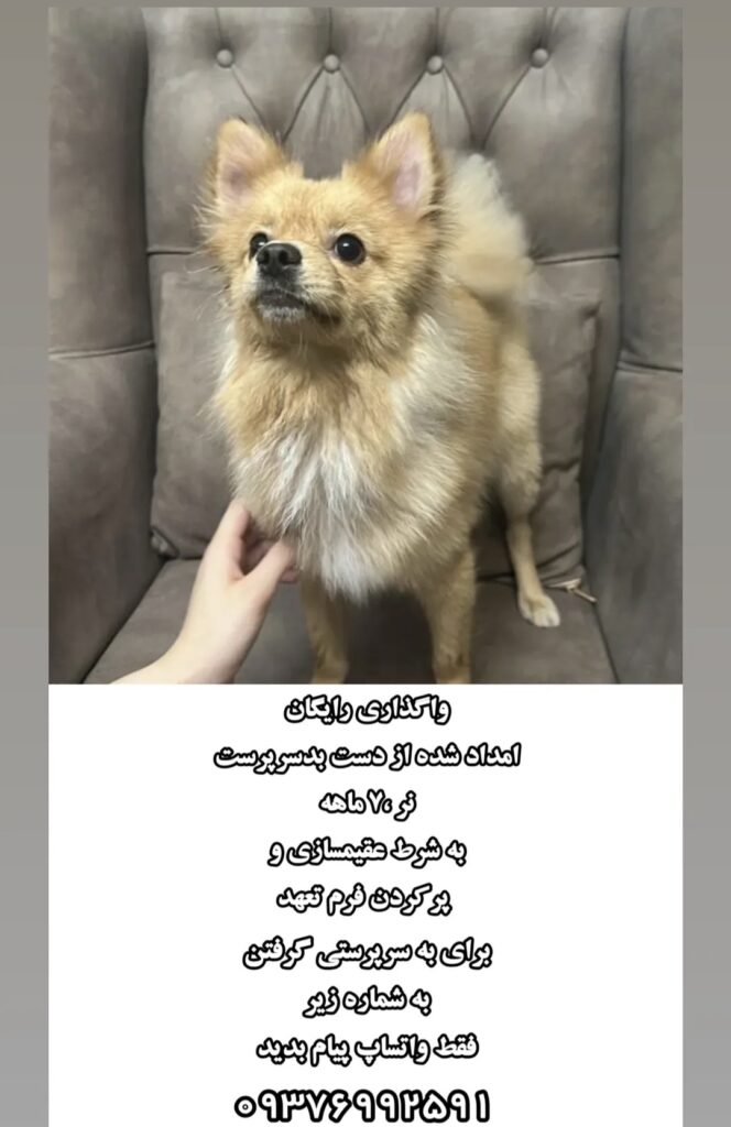پامرانین نر ۷ ماهه