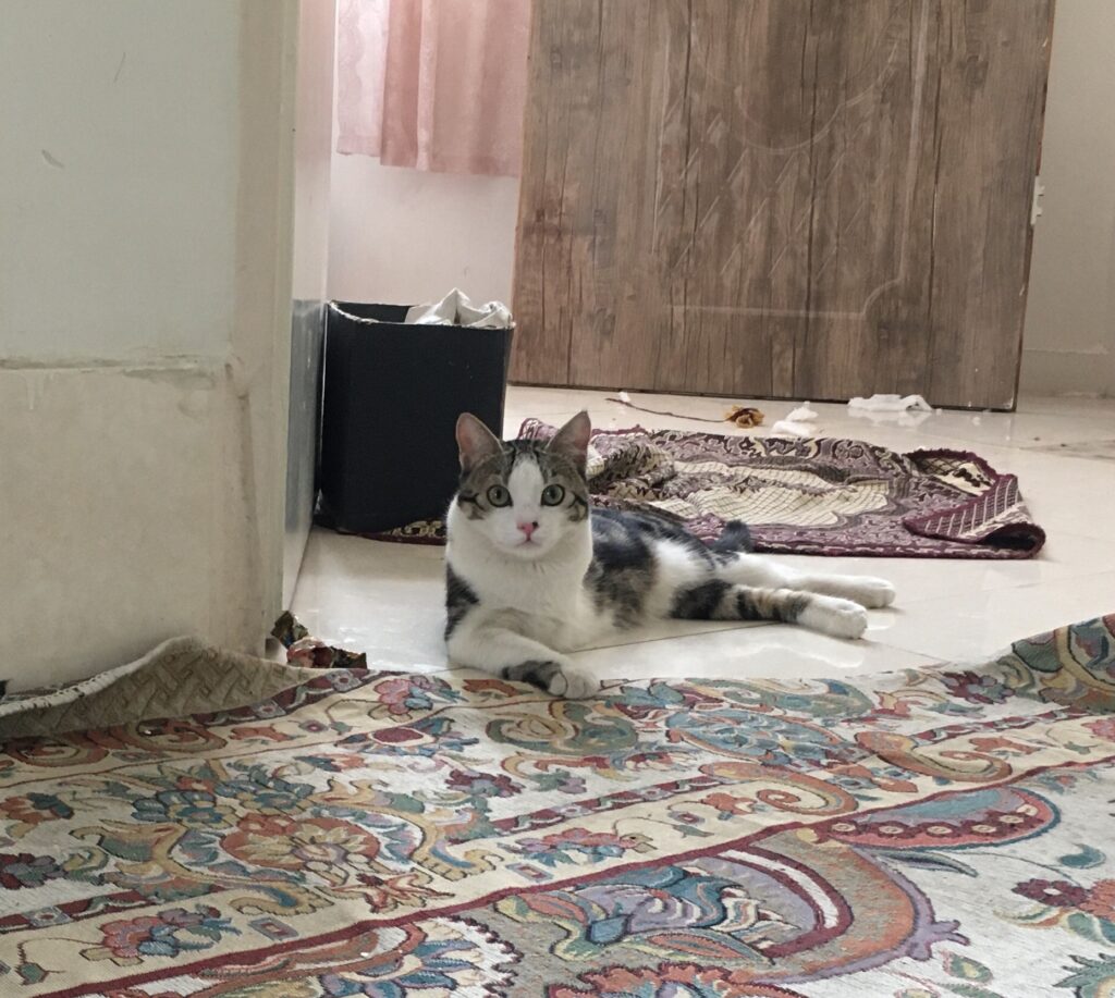 گربه خونگی