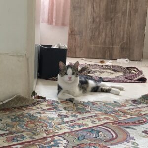 گربه خونگی